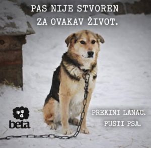 Read more about the article Da li je pas čovekov prijatelj ?